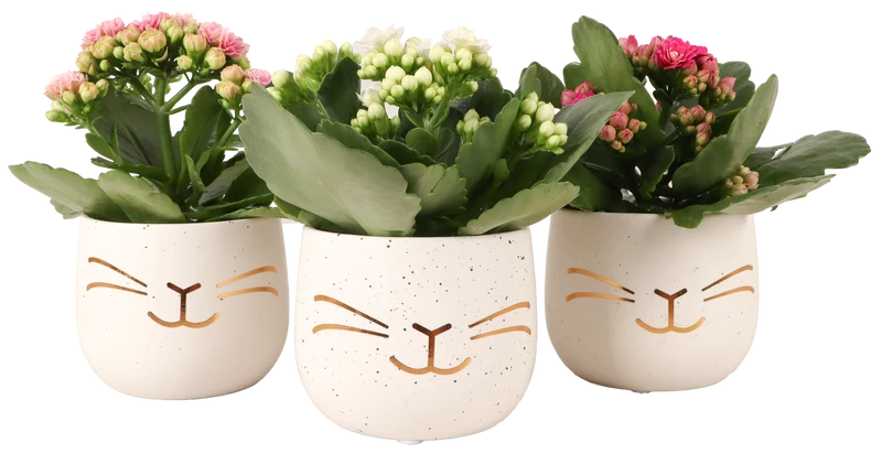 Kalanchoe in einem Ostertopf