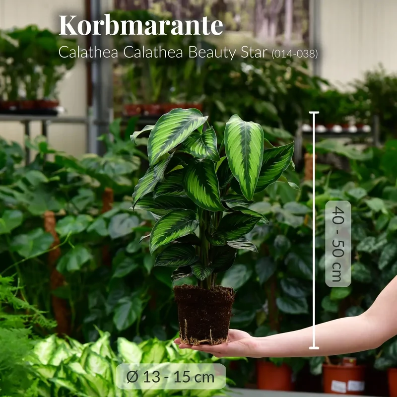 Calathea Beauty Star