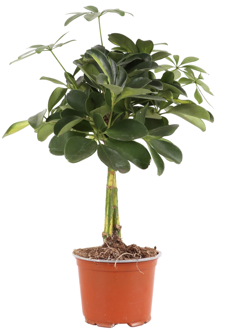 Schefflera gold capella (Strahlenaralie) (S)