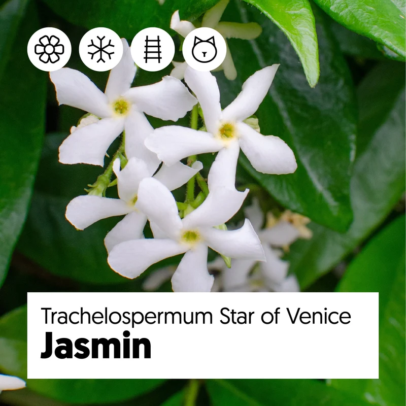 Trachelospermum "star of venice" (Sternjasmin) (M) 70cm