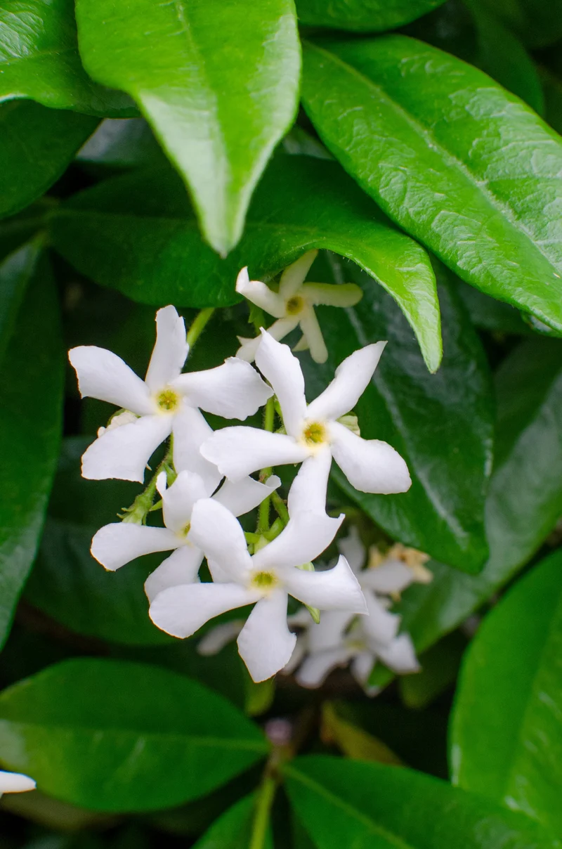 Trachelospermum "star of venice" (Sternjasmin) (M) 70cm