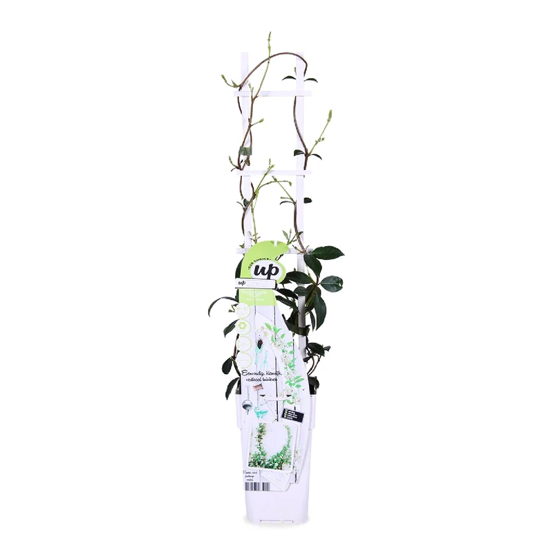Trachelospermum "star of venice" (Sternjasmin) (M) 70cm