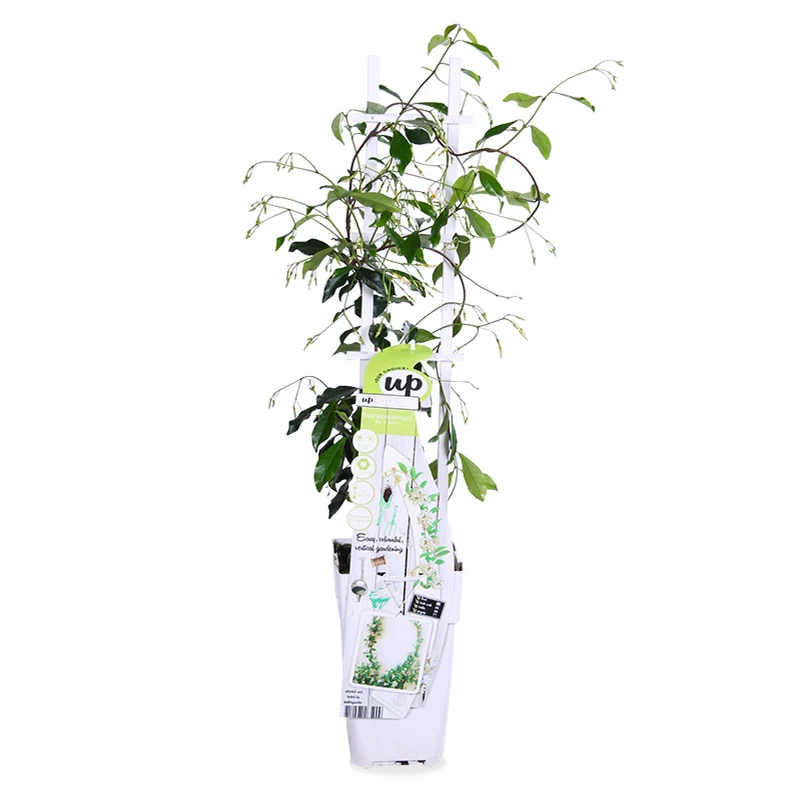 Trachelospermum "star of venice" (Sternjasmin) (M) 70cm