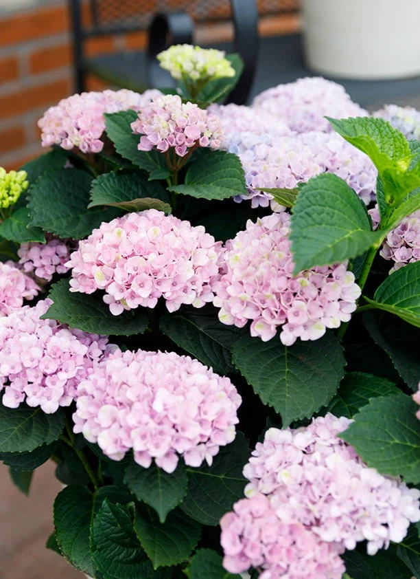 Rosa Gartenhortensie (Hydrangea macrophylla "Forever Ever" Pink) (M)