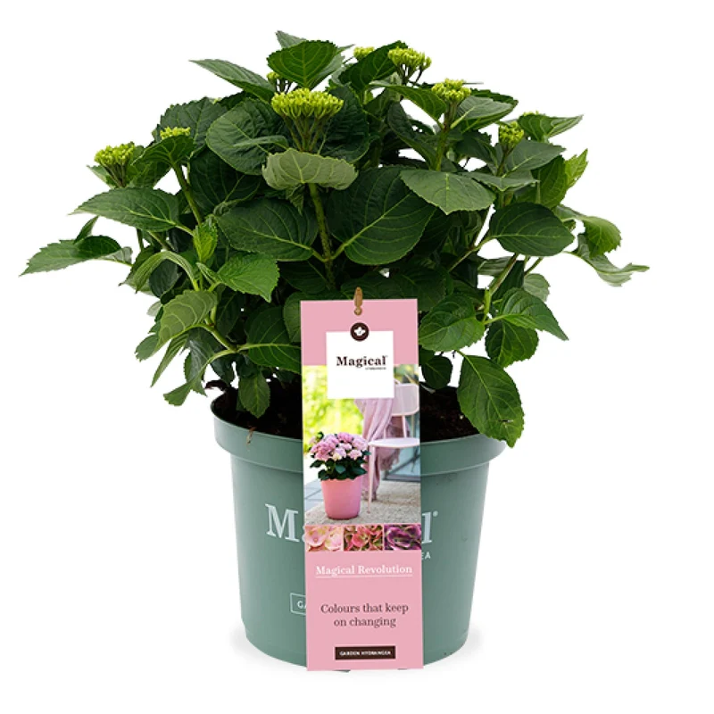 Rosa Gartenhortensie (Hydrangea macrophylla "Forever Ever" Pink) (M)