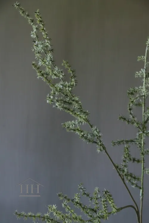 Wilde asparagus kunsttak - 73 cm