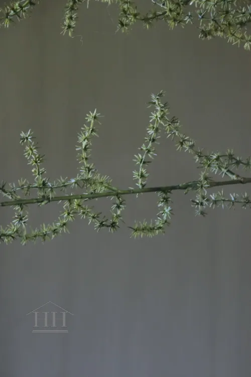 Wilde asparagus kunsttak - 73 cm
