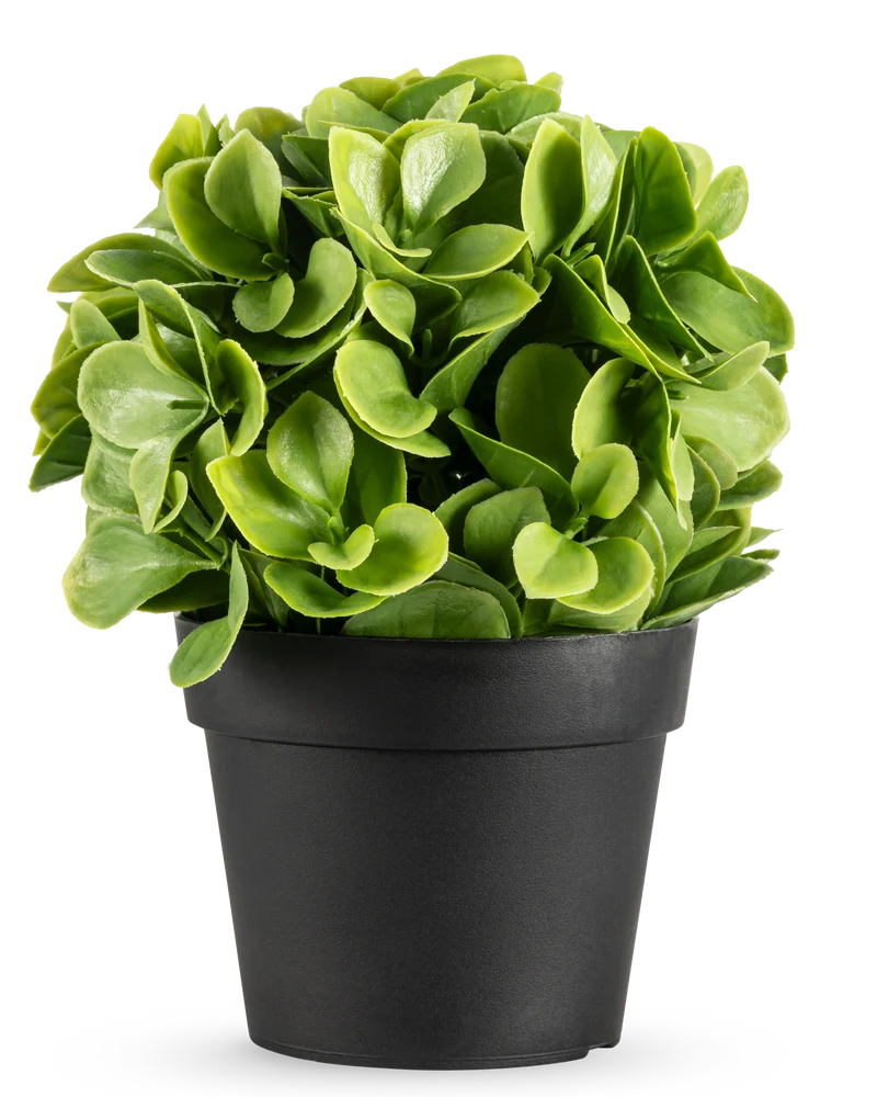 Künstliche Pflanze Murraya 20 cm UV