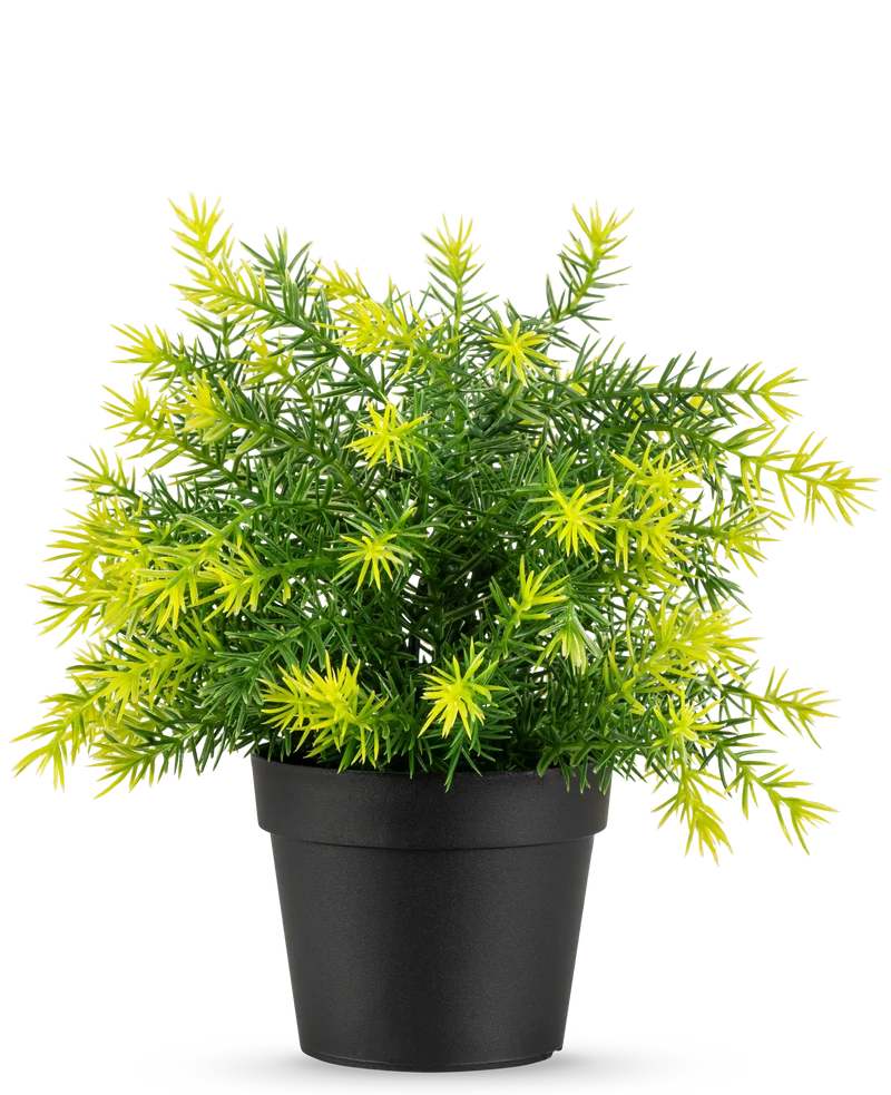 Kunstpflanze Spargel im Topf 23 cm UV