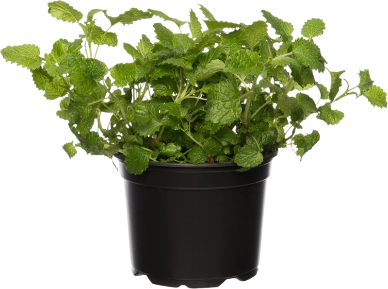 Zitronenmelisse (Melissa officinalis)