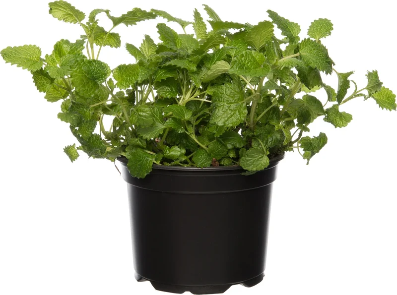 Zitronenmelisse (Melissa officinalis)