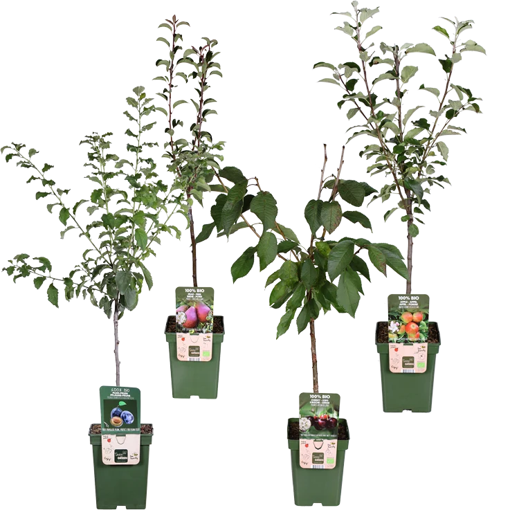 Mini-Obstgarten