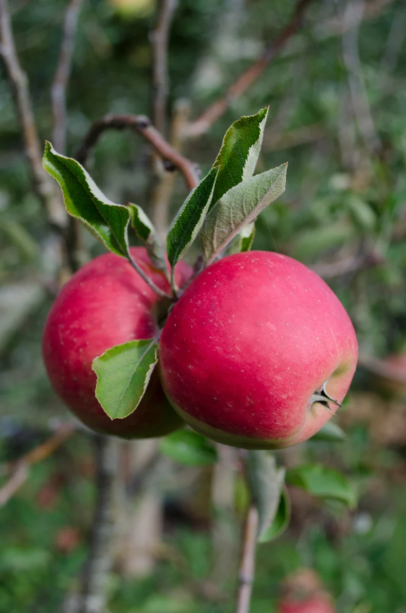 Mini-Obstgarten