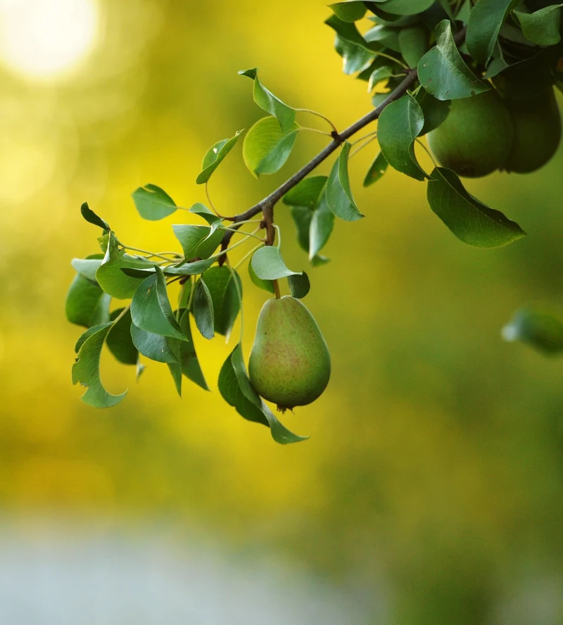 Mini-Obstgarten