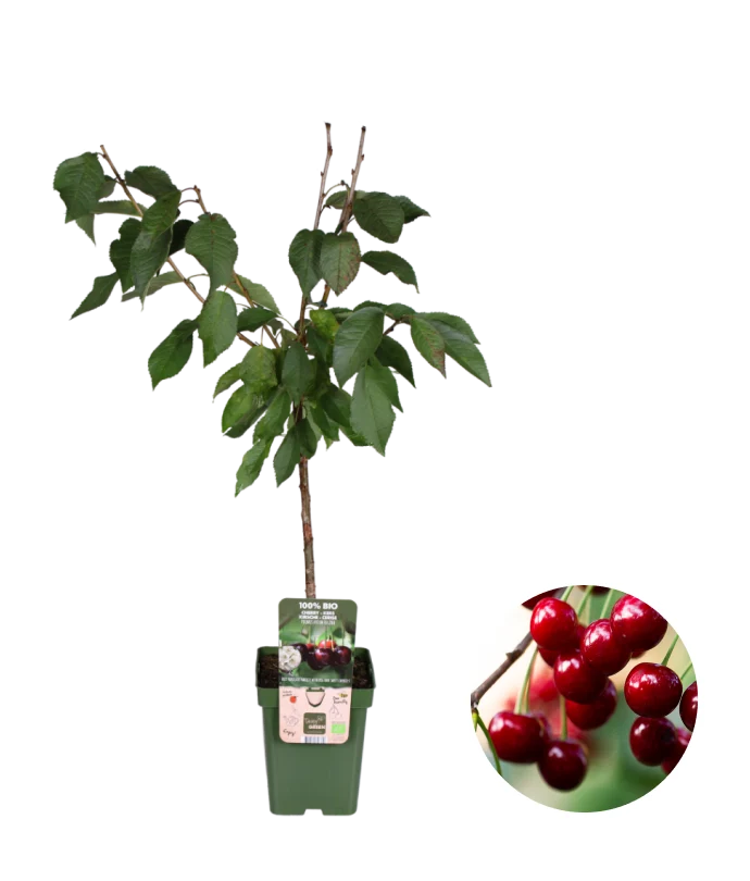 Mini-Obstgarten