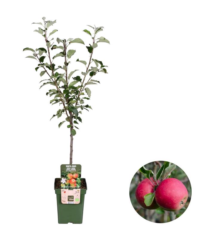 Mini-Obstgarten
