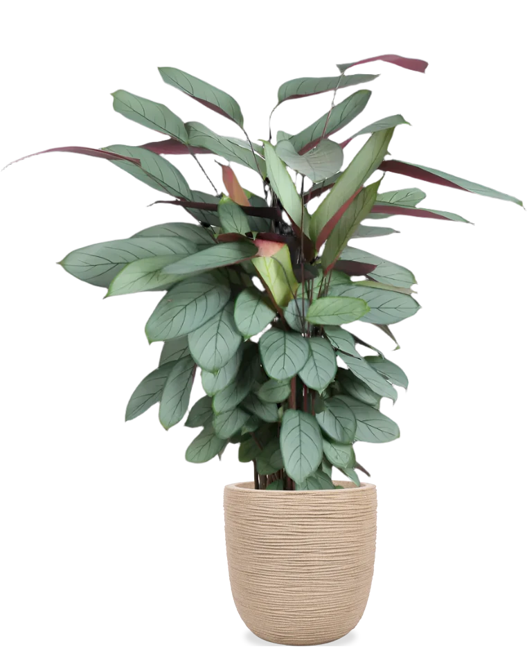 Calathea Silverstar (XL)