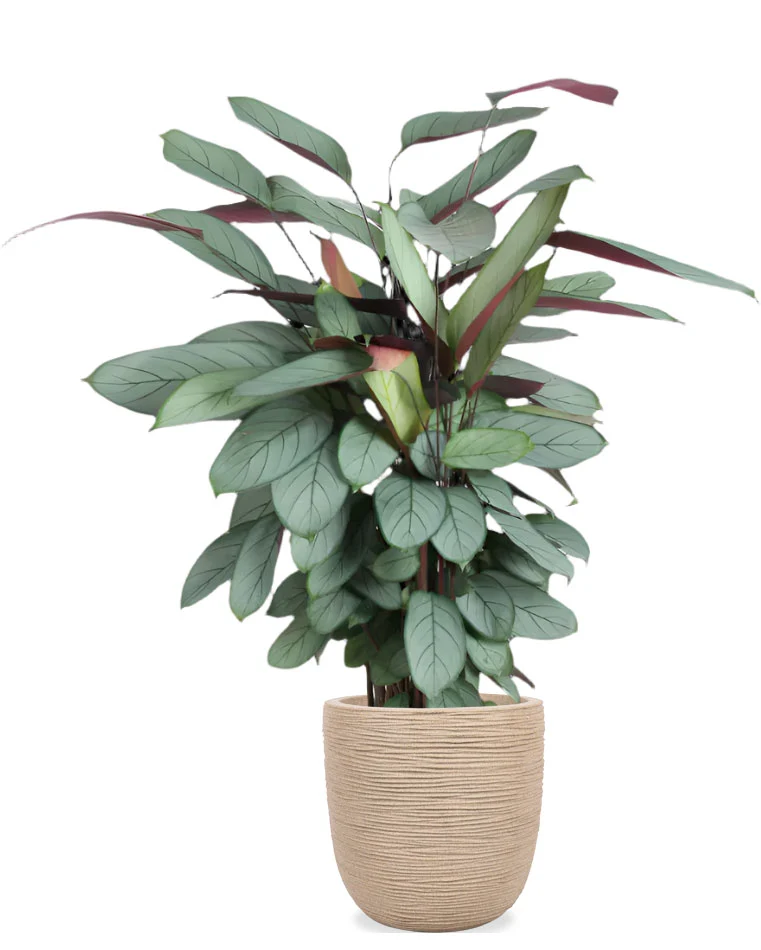 Calathea Silverstar (XL)