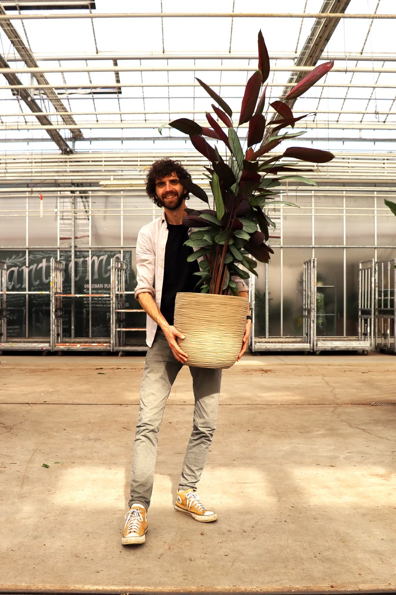 Calathea Silverstar (XL)