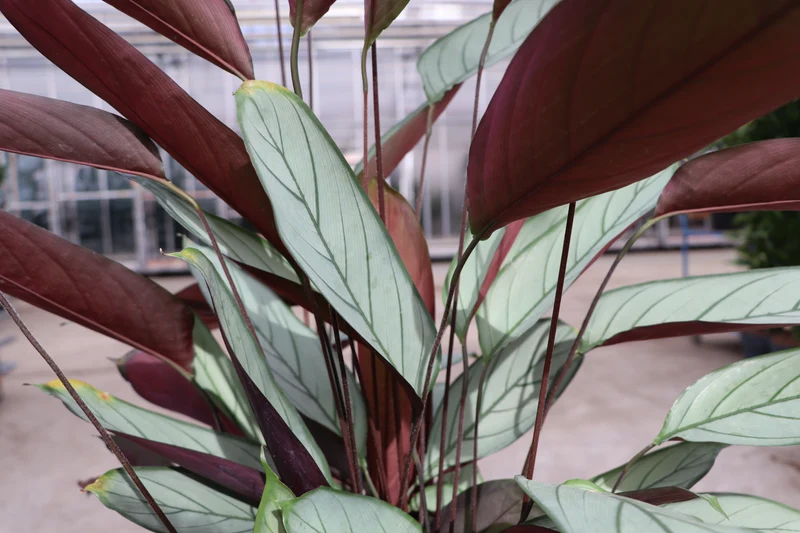 Calathea Silverstar (XL)