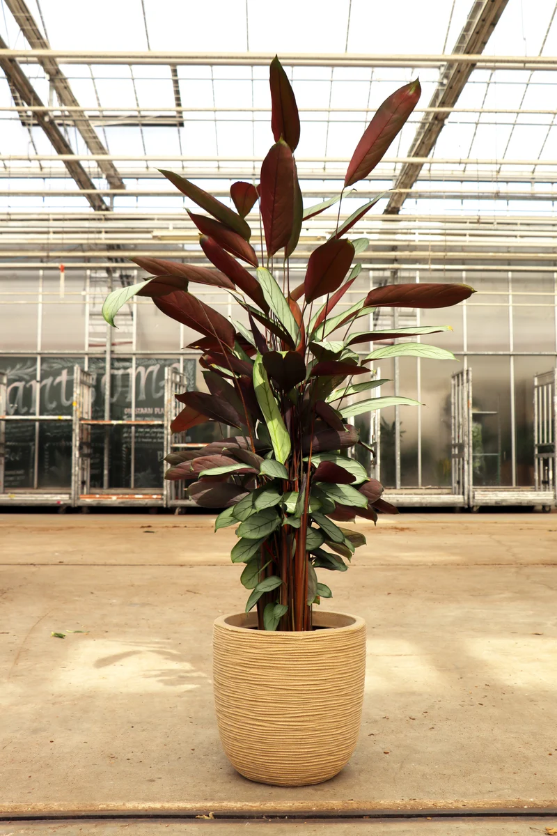 Calathea Silverstar (XL)