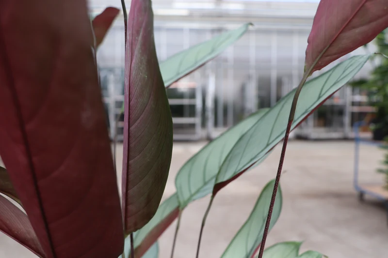 Calathea Silverstar (XL)