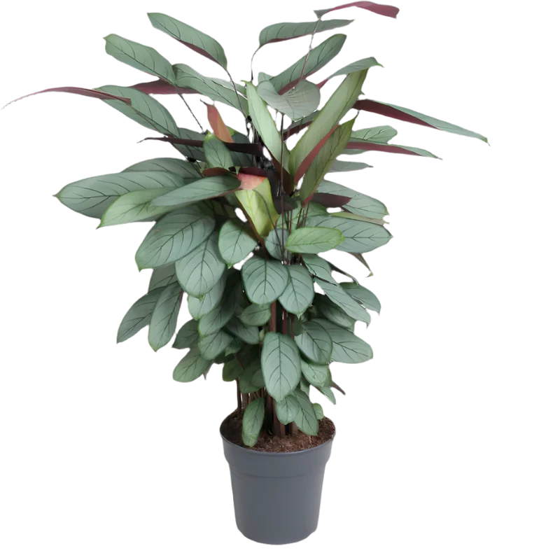 Calathea Silverstar (XL)