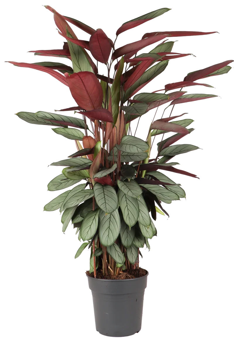 Calathea Silverstar (XL)