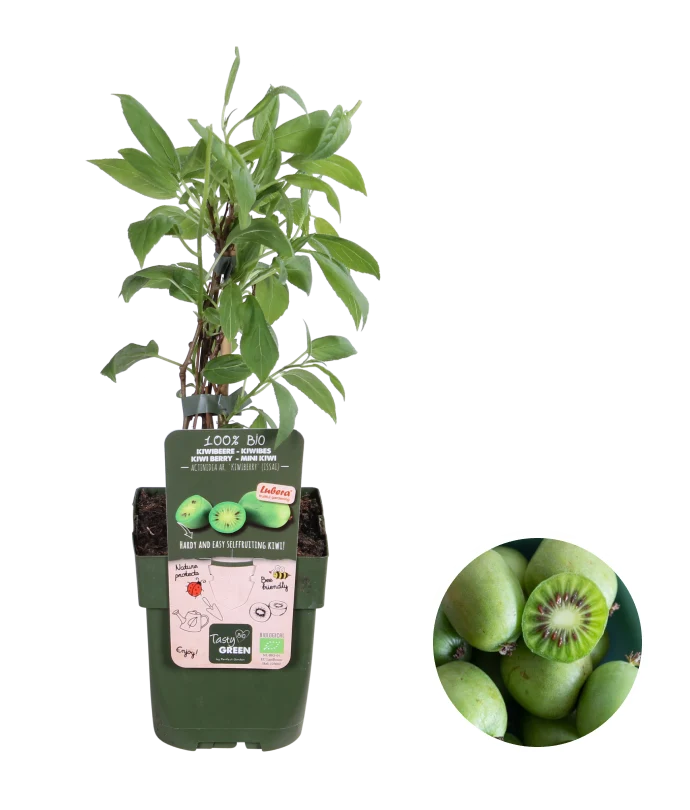 Kiwibeere (Actinidia issai) (M)