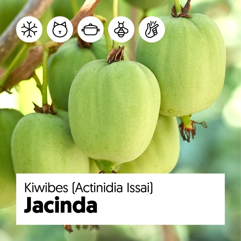 Kiwibeere (Actinidia issai) (M)