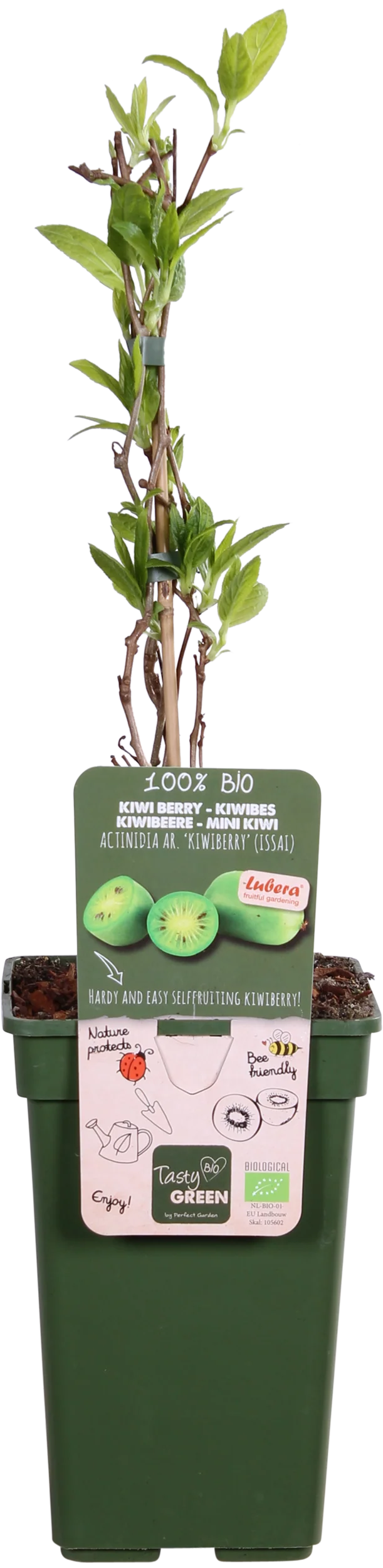 Kiwibeere (Actinidia issai) (M)
