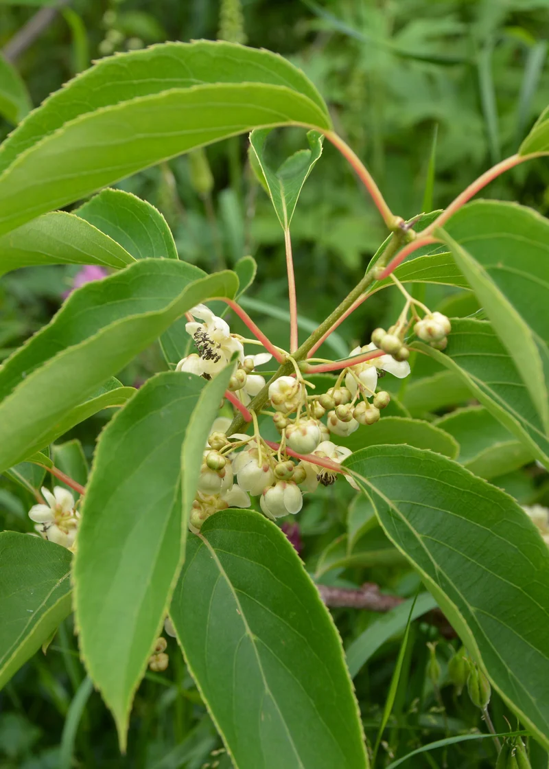 Kiwibeere (Actinidia issai) (M)