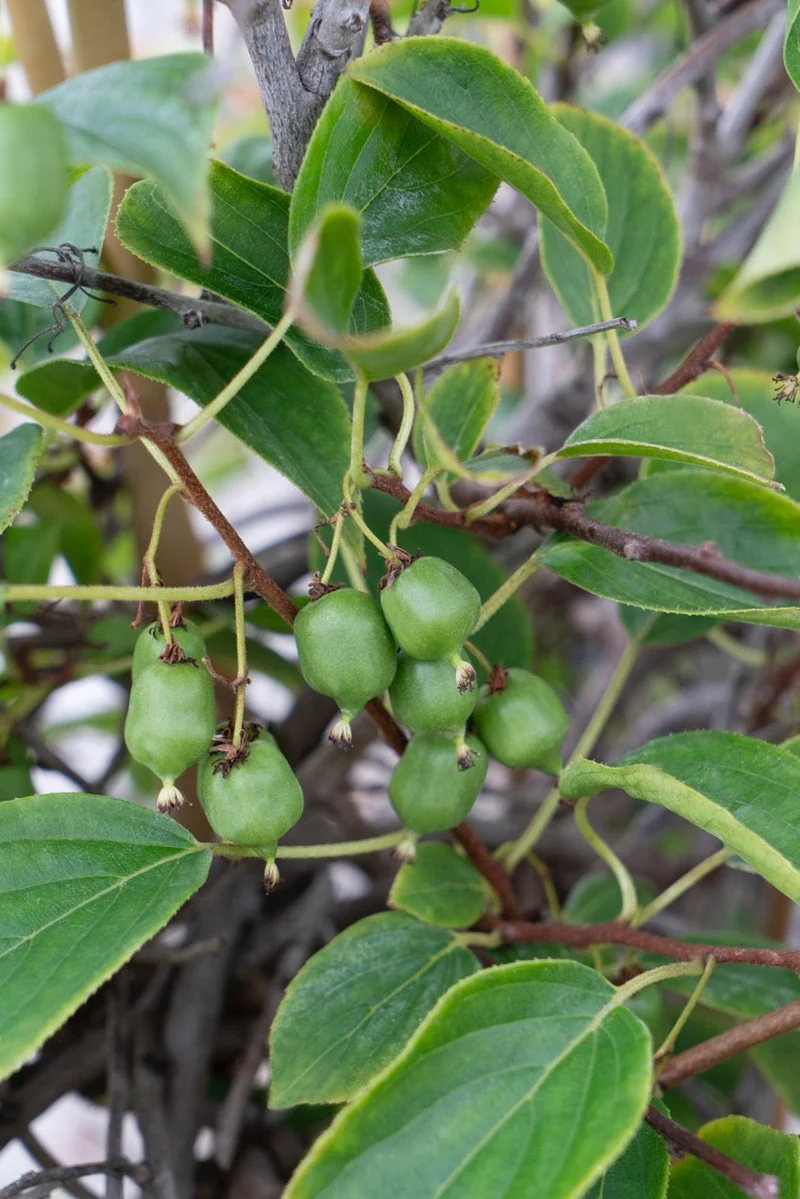 Kiwibeere (Actinidia issai) (M)
