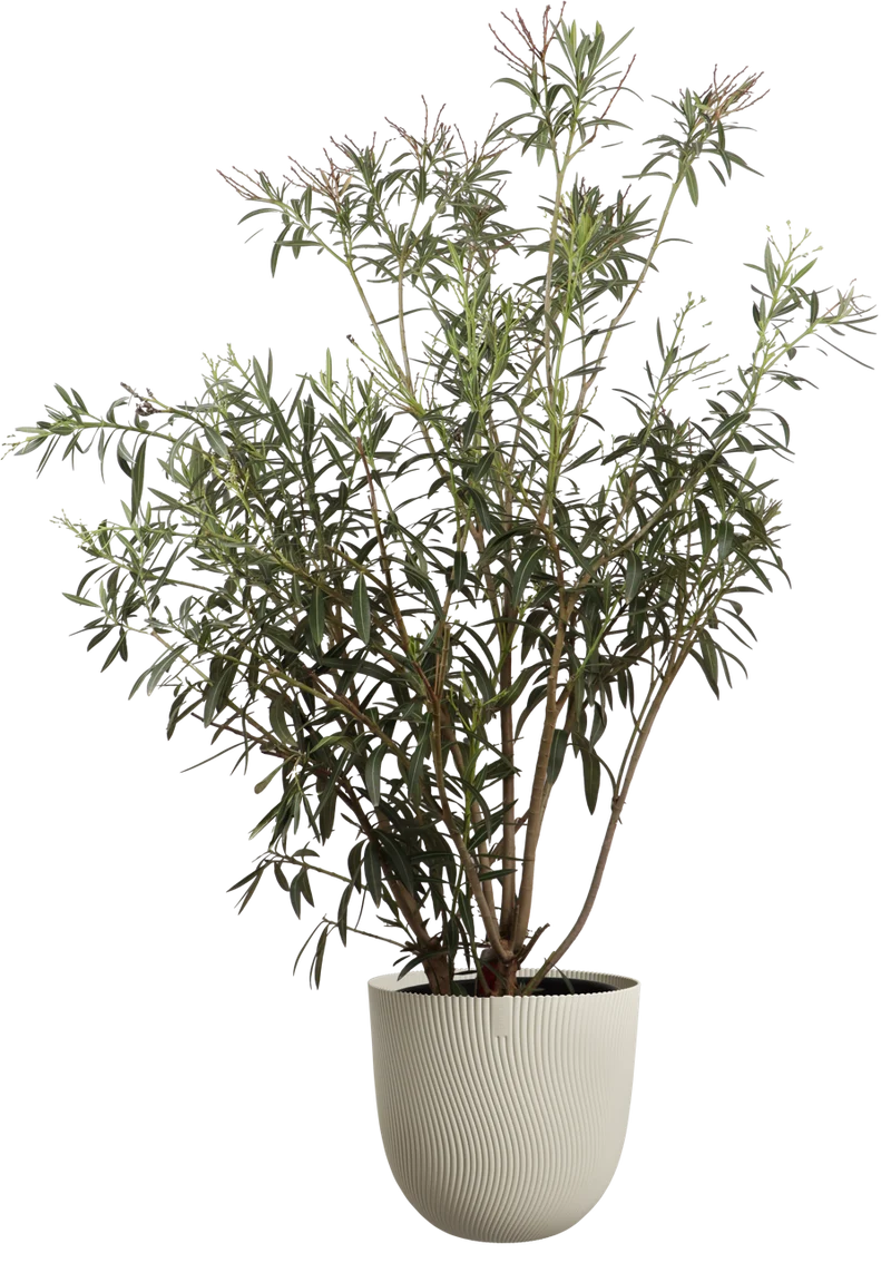 Oleander (Nerium Oleander) (XL) - Rosa