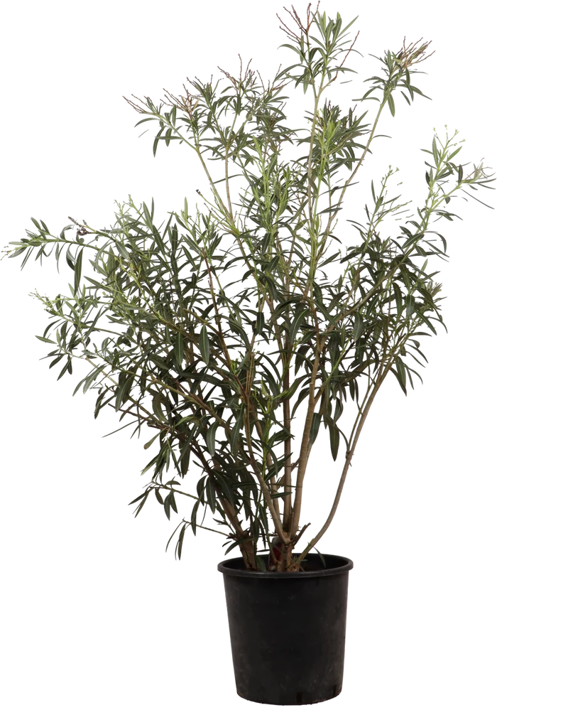 Oleander (Nerium Oleander) (XL) - Rosa