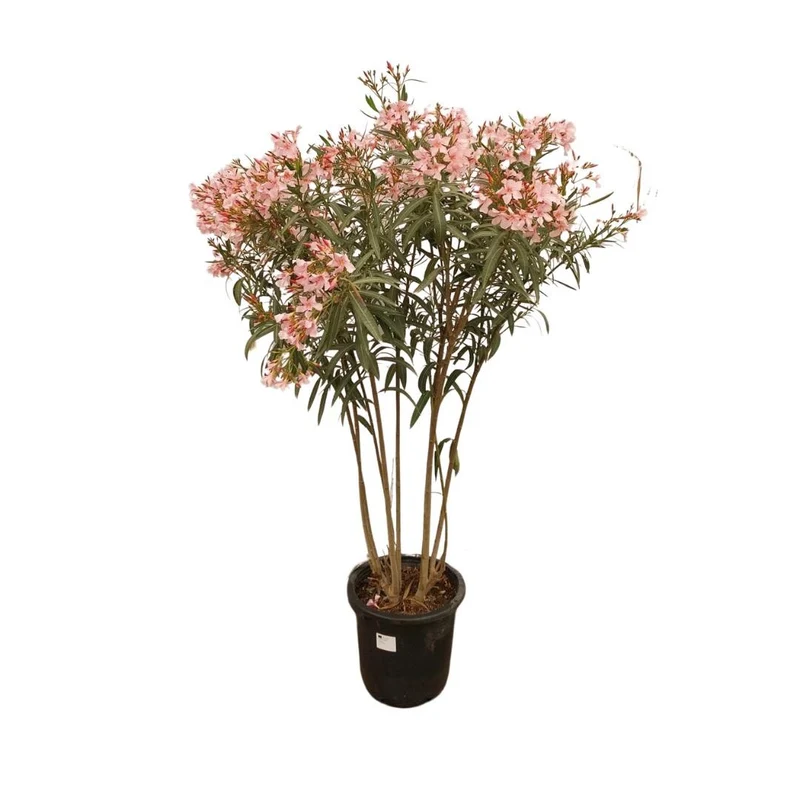 Oleander (Nerium Oleander) (XL) - Rosa