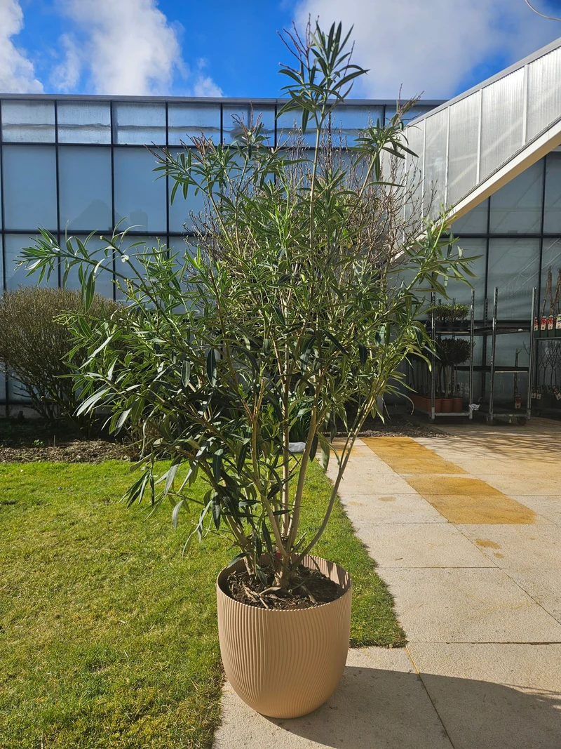 Oleander (Nerium Oleander) (XL) - Rosa