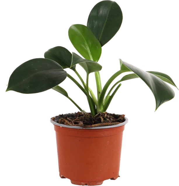Philodendron Florida Green (Baumfreund) (S)