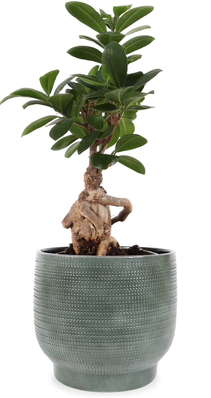 Ficus ginseng (Chinesische Feige) (S)