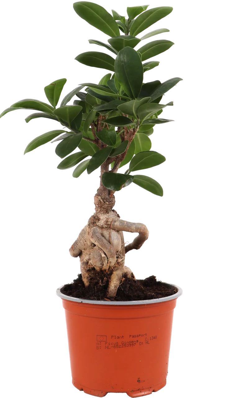 Ficus ginseng (Chinesische Feige) (S)