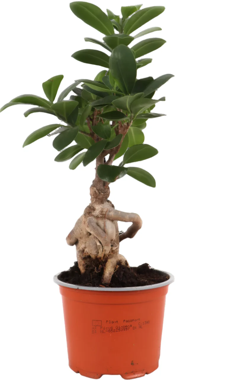 Ficus ginseng (Chinesische Feige) (S)
