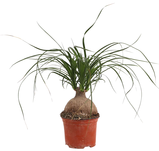 Beaucarnea (Elefantenfuß) (S)