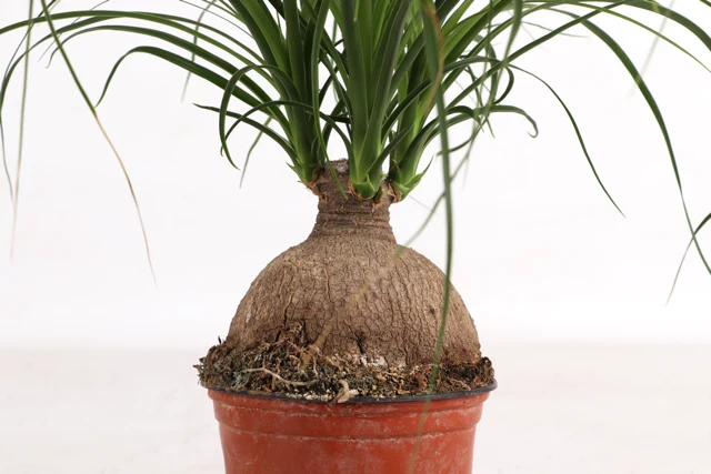 Beaucarnea (Elefantenfuß) (S)