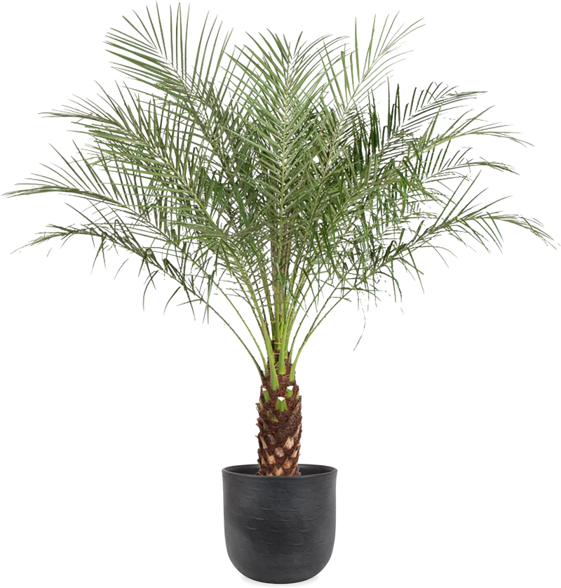 Phoenix roebelenii (Zwerg-Dattelpalme) (XL)