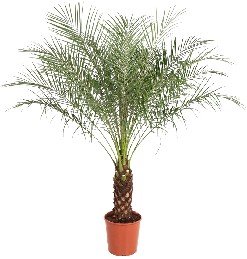Phoenix roebelenii (Zwerg-Dattelpalme) (XL)