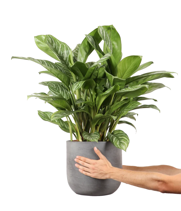 Aglaonema stripes (Kolbenfaden)