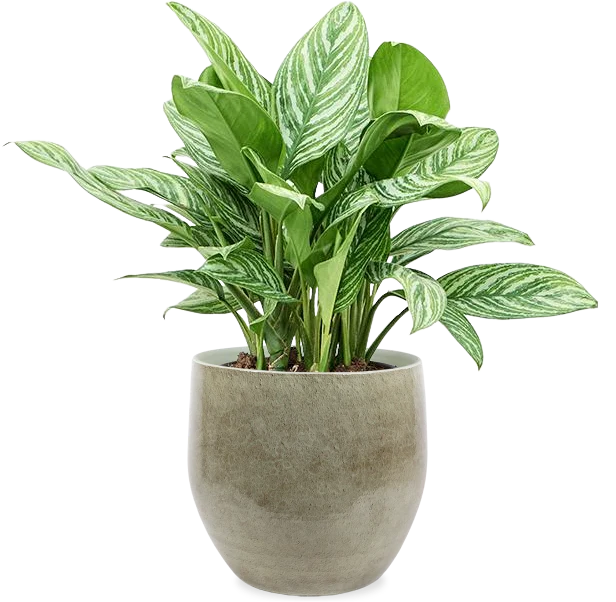 Aglaonema stripes (Kolbenfaden)