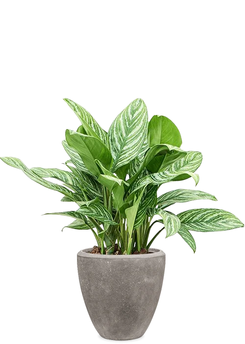 Aglaonema stripes (Kolbenfaden)
