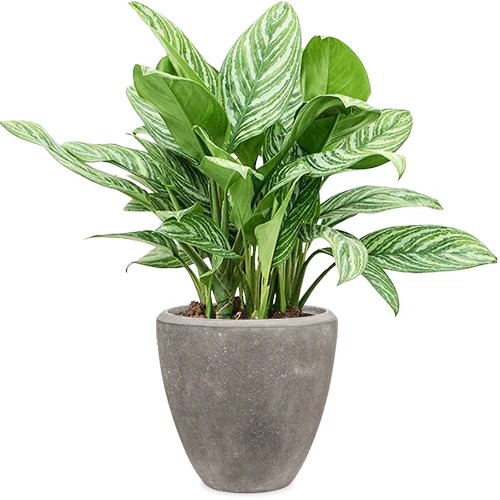 Aglaonema stripes (Kolbenfaden)