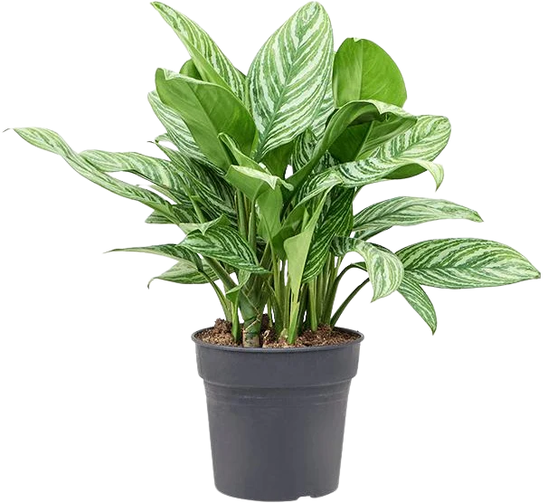Aglaonema stripes (Kolbenfaden)
